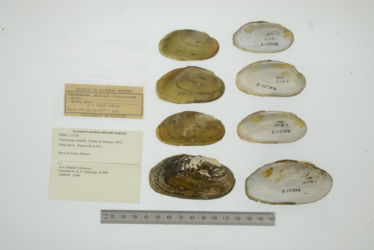Friersonia iridella image