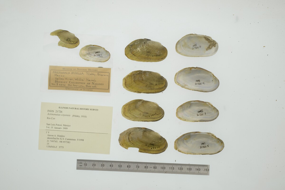 Actinonaias coyensis image