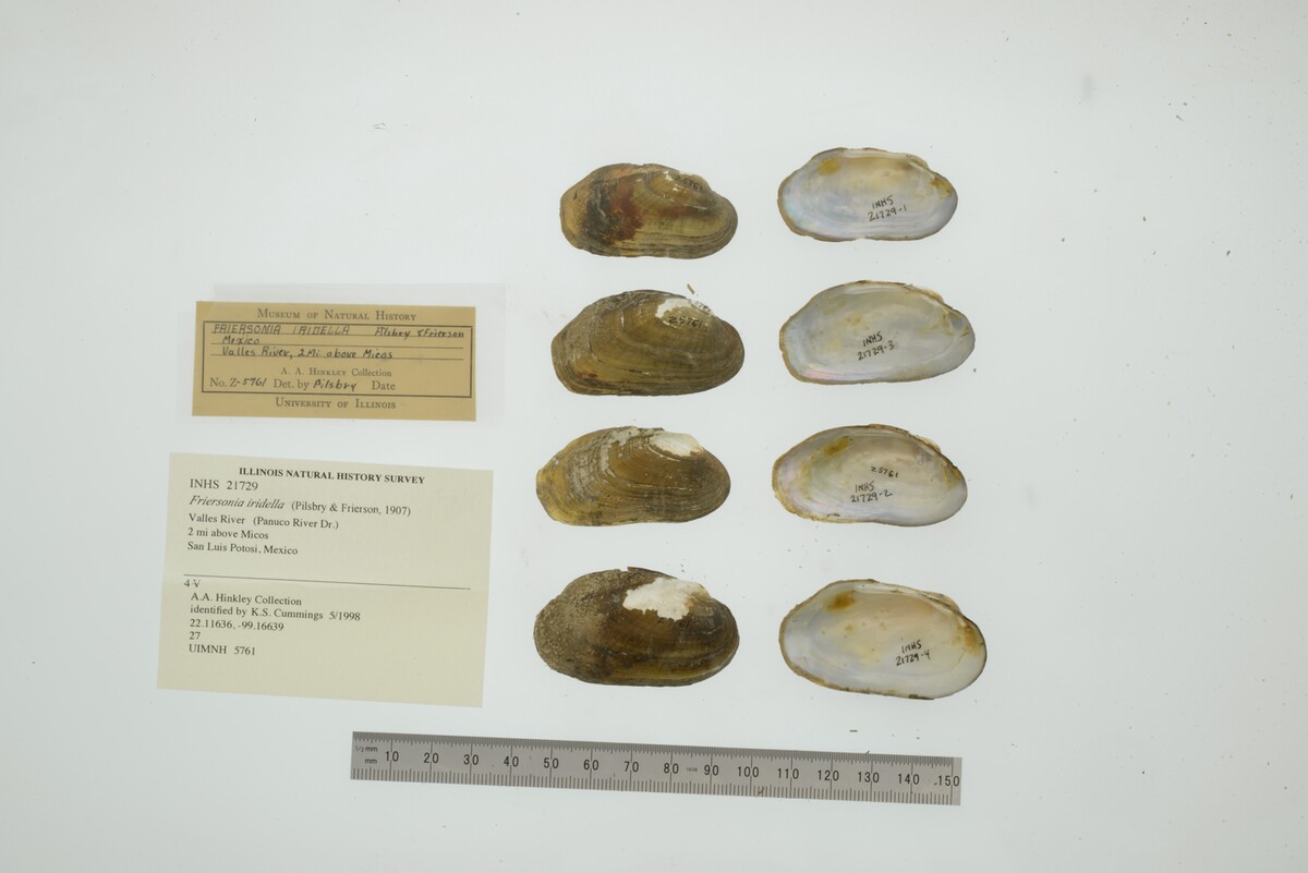 Friersonia iridella image