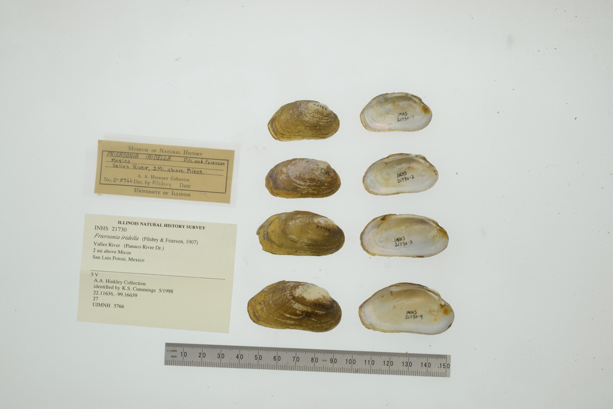 Friersonia iridella image