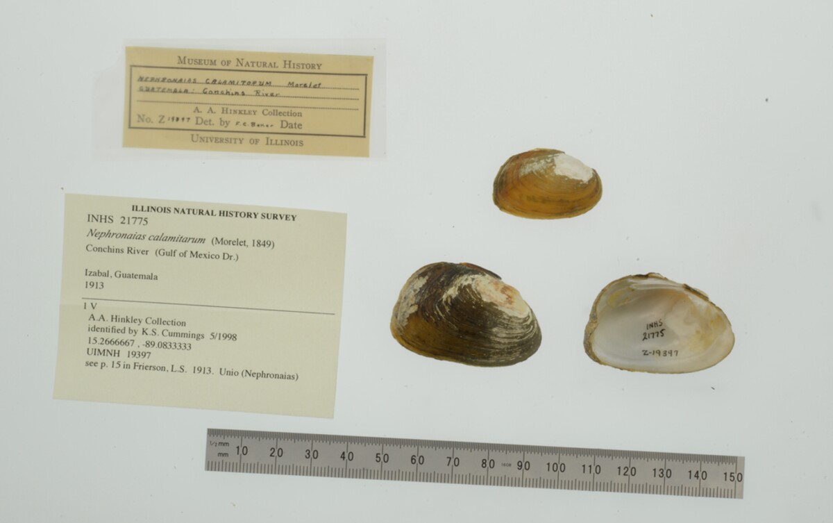 Nephronaias calamitarum image