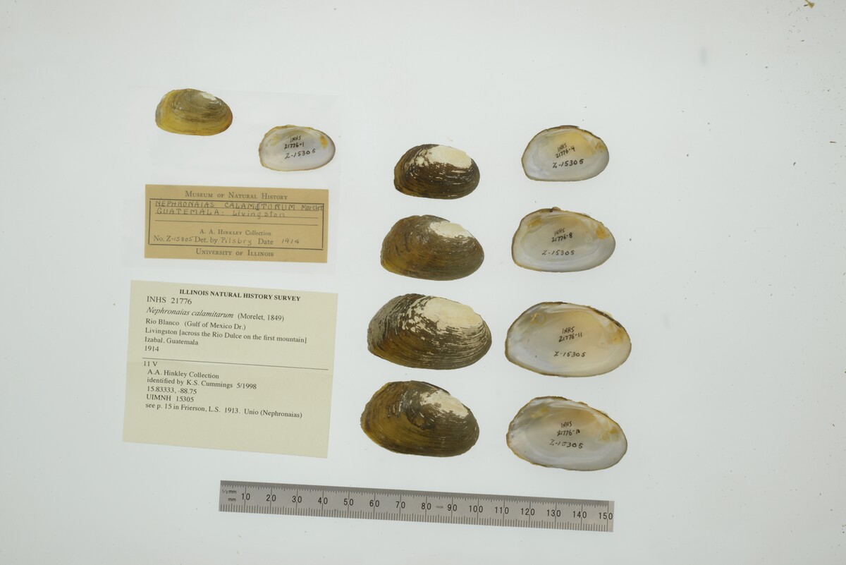 Nephronaias calamitarum image