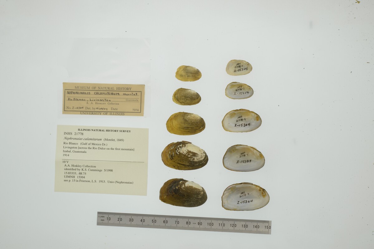 Nephronaias image