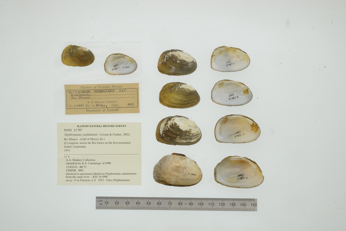 Nephronaias yzabalensis image