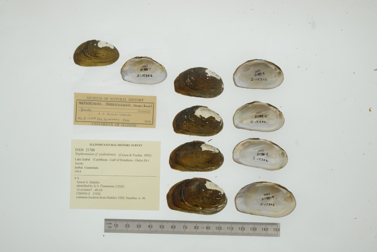 Nephronaias yzabalensis image