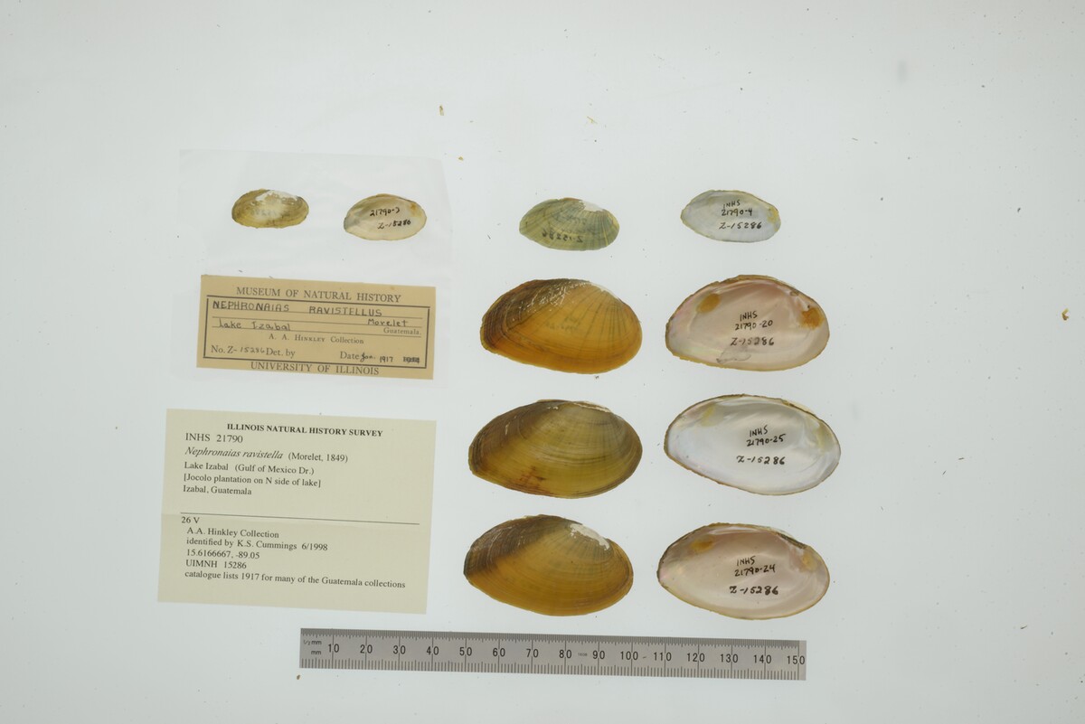 Nephronaias ravistella image