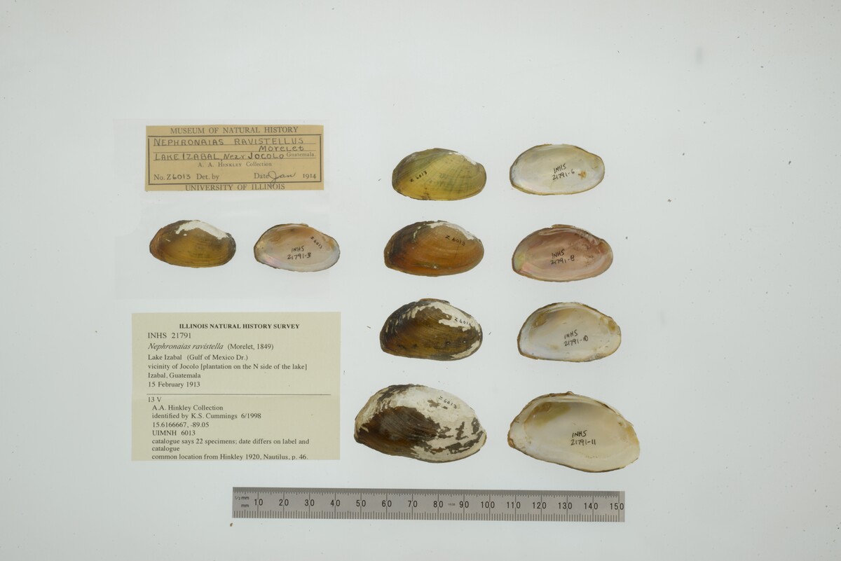 Nephronaias ravistella image
