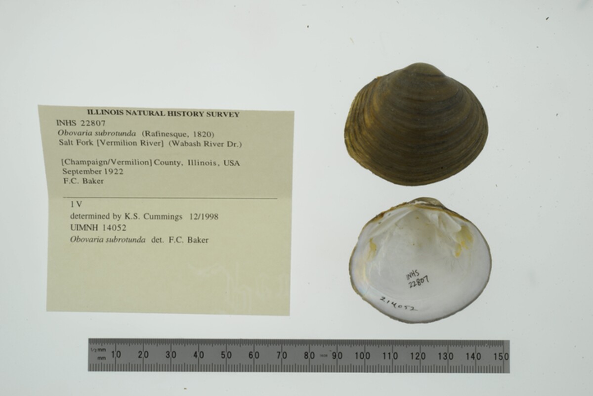 Obovaria subrotunda image