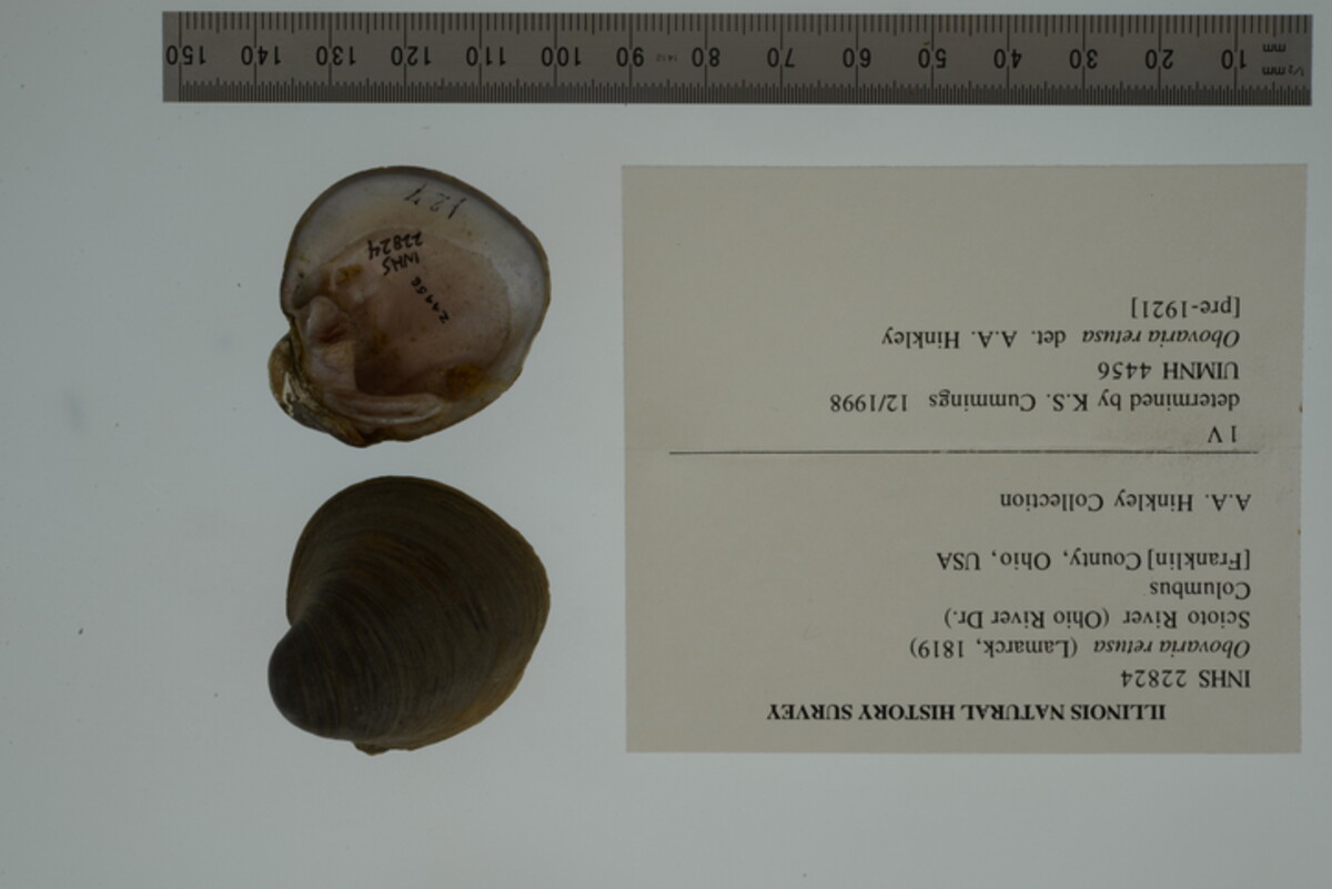 Obovaria retusa image