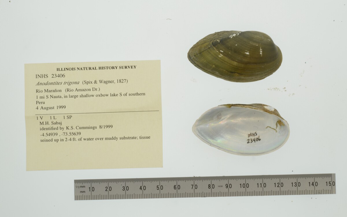 Anodontites trigona image
