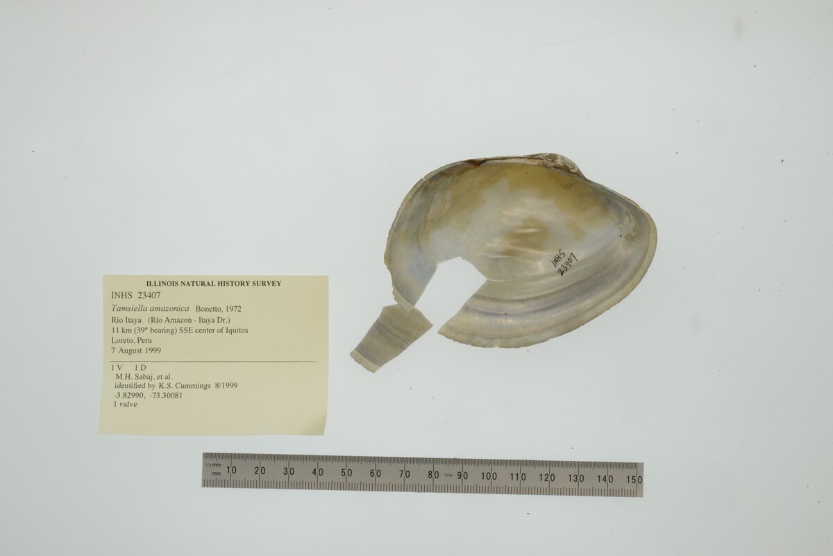 Tamsiella amazonica image