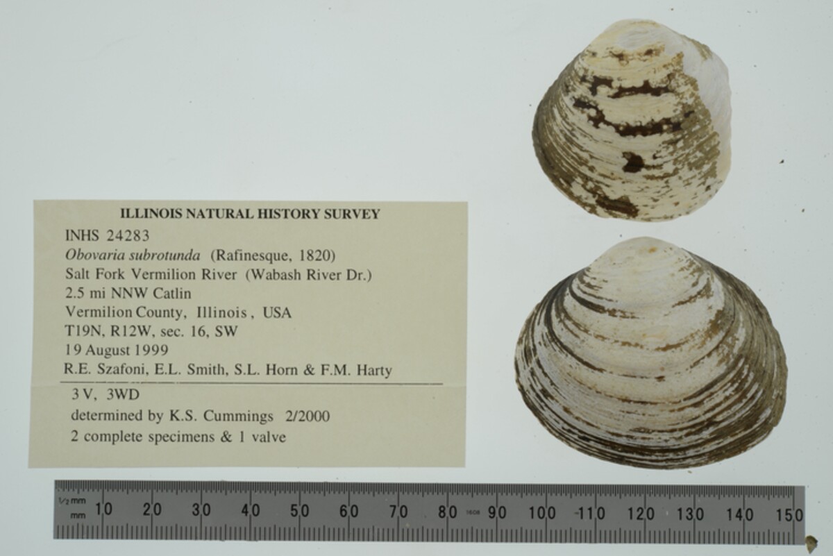 Obovaria subrotunda image