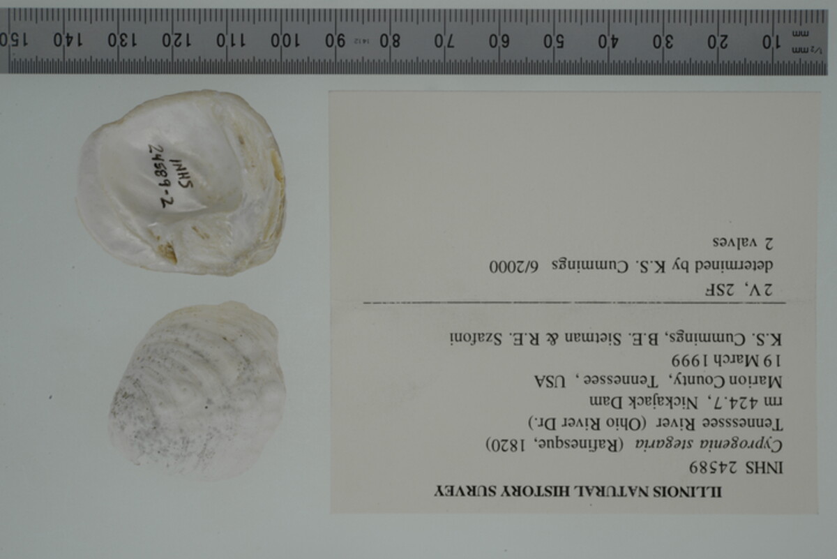Cyprogenia stegaria image