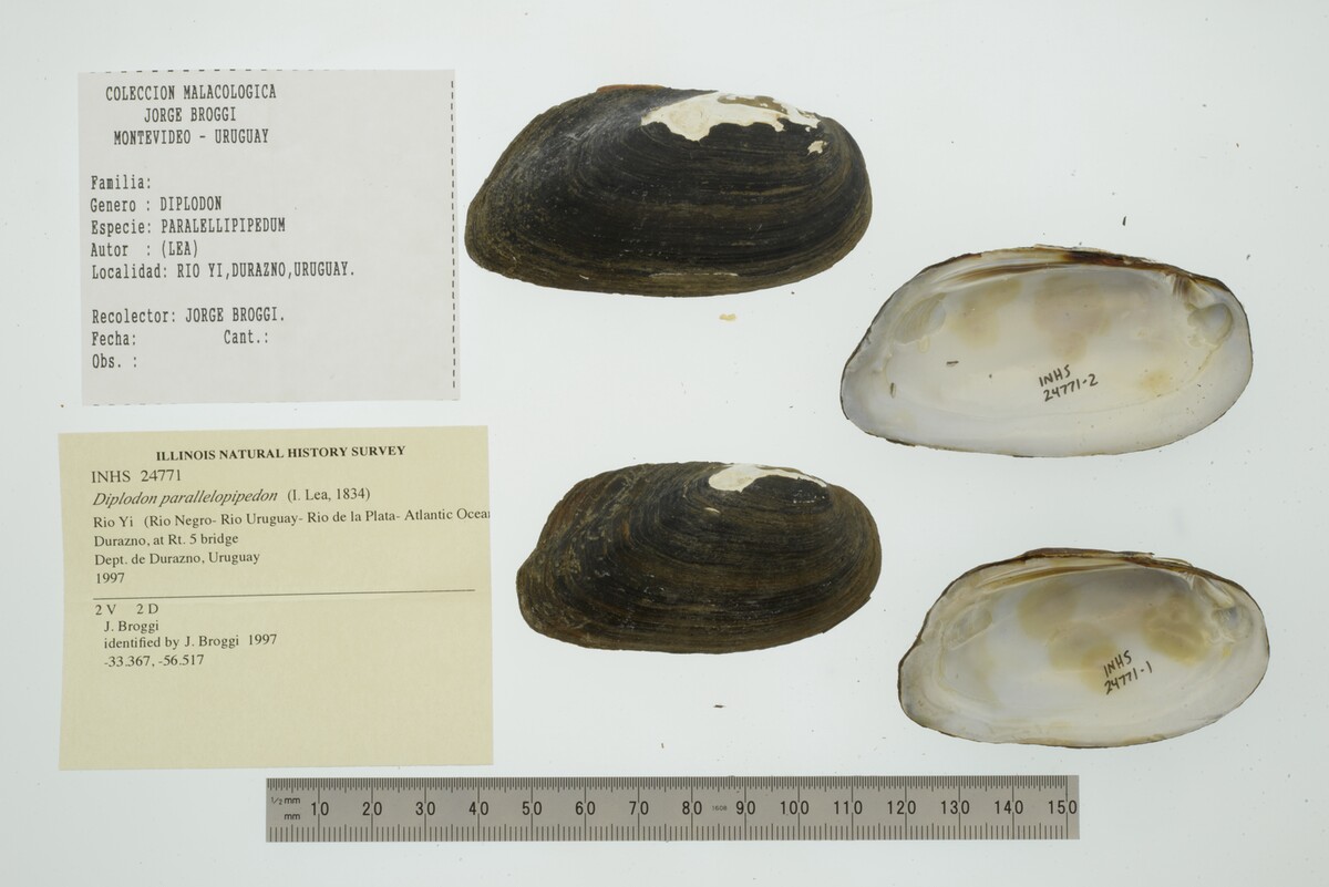 Diplodon parallelopipedon image