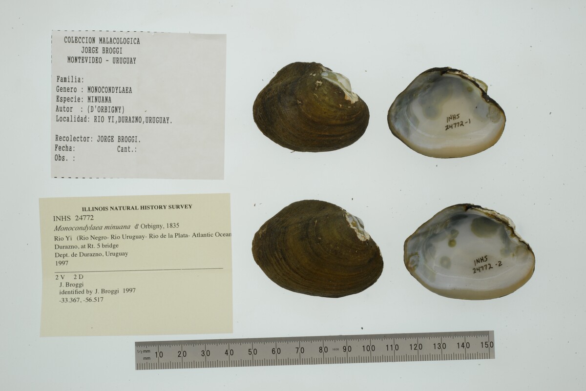 Monocondylaea minuana image