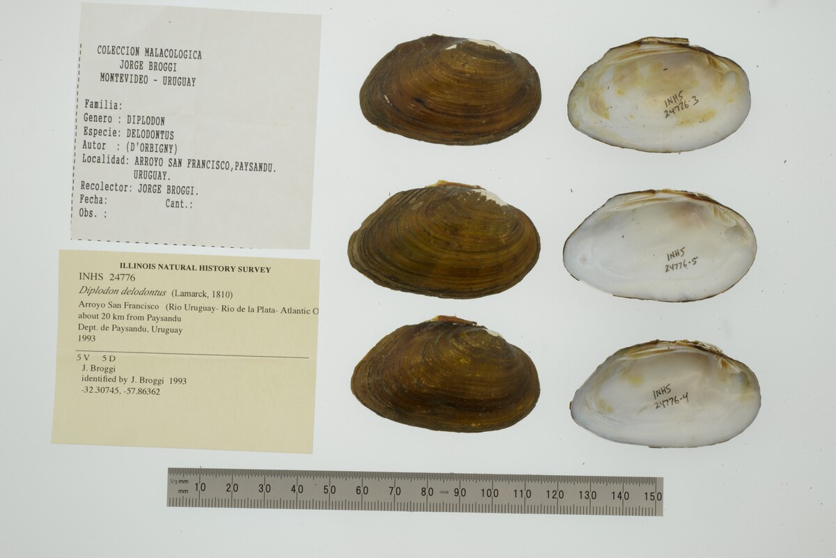 Diplodon delodontus image
