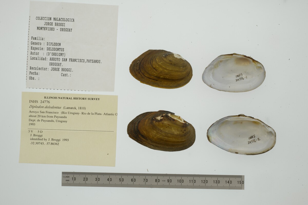 Diplodon delodontus image