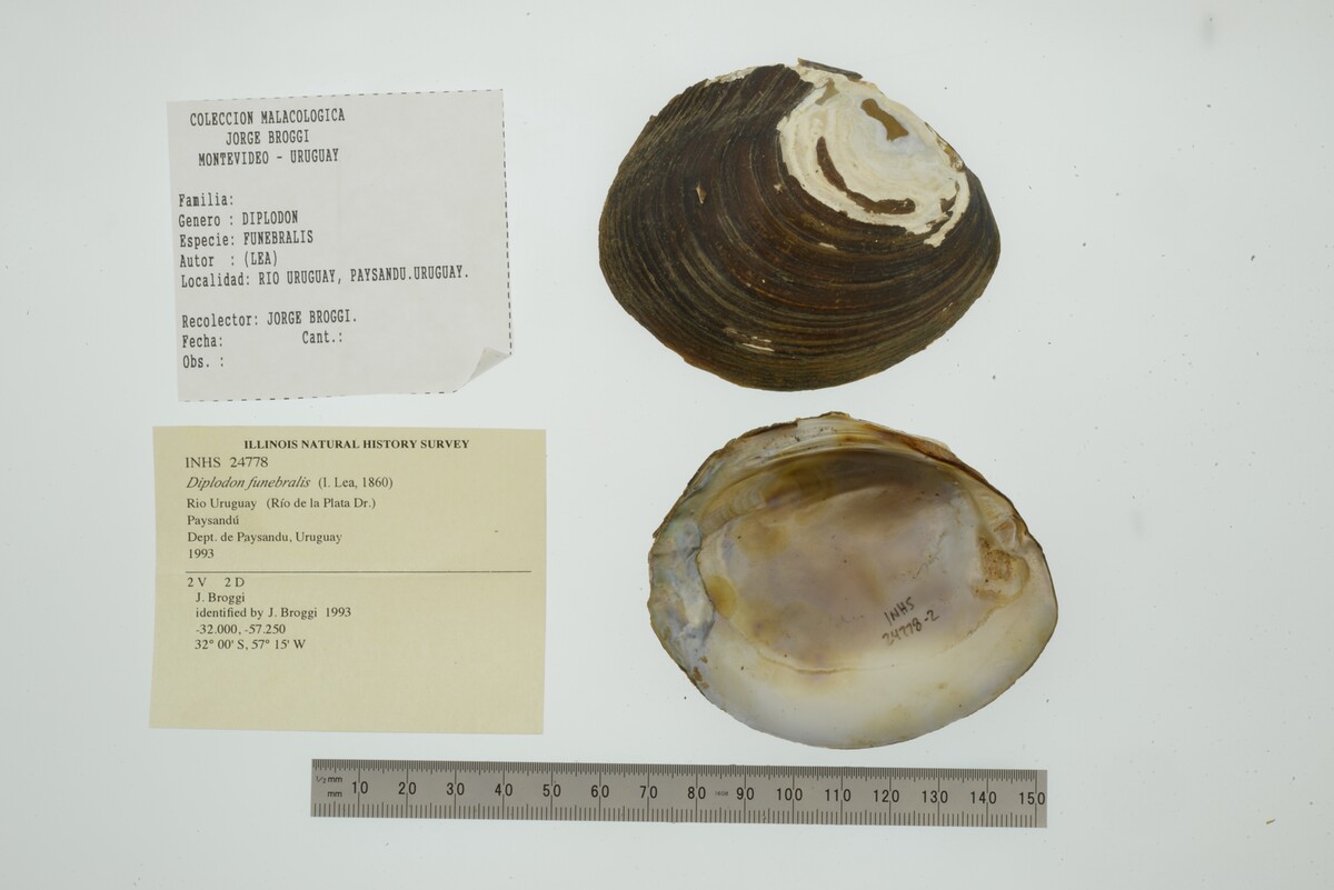 Diplodon funebralis image