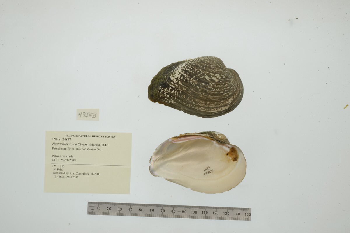 Psoronaias crocodilorum image