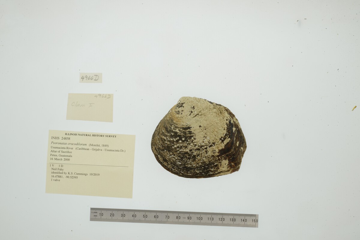 Psoronaias crocodilorum image
