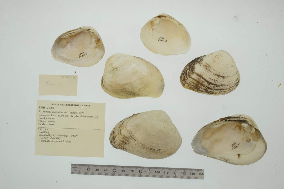 Psoronaias crocodilorum image