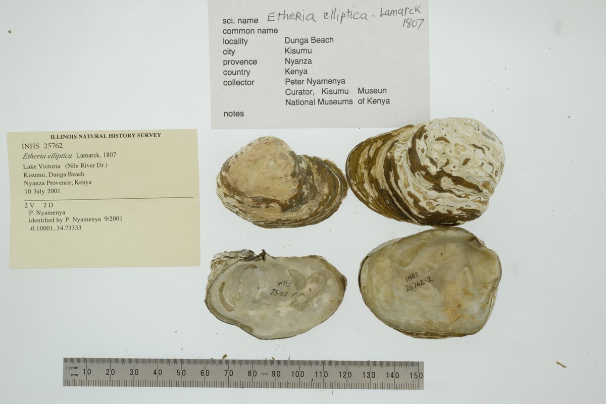 Etheria elliptica image