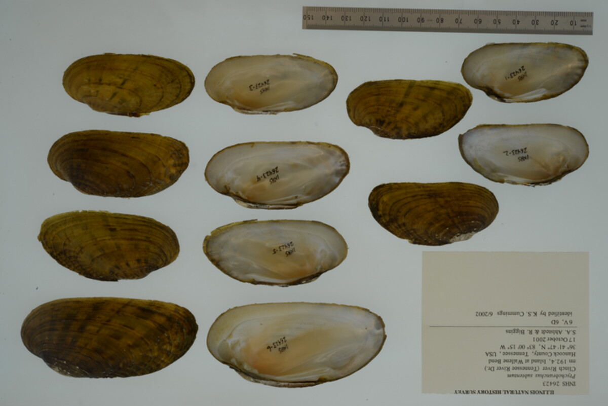 Ptychobranchus image