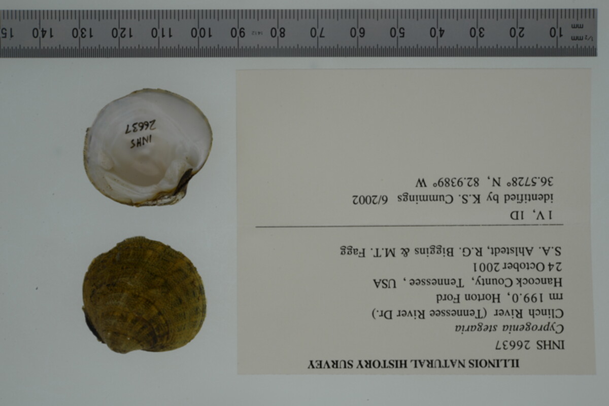 Cyprogenia image