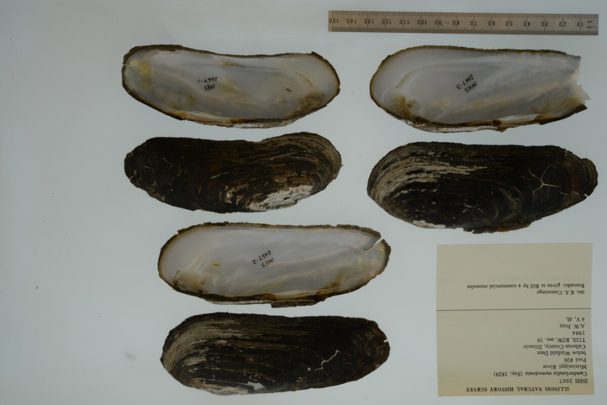 Margaritifera monodonta image