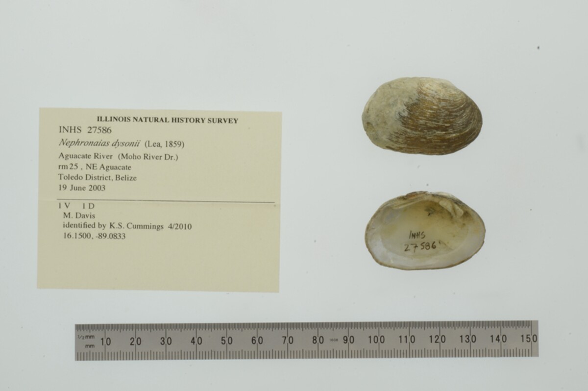 Nephronaias dysonii image