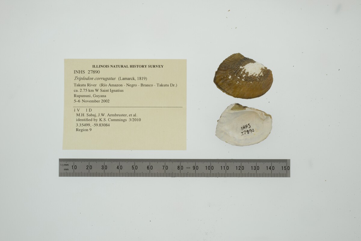 Triplodon corrugatus image