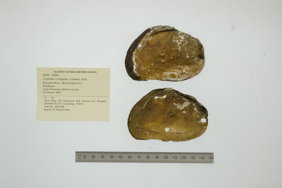 Triplodon corrugatus image