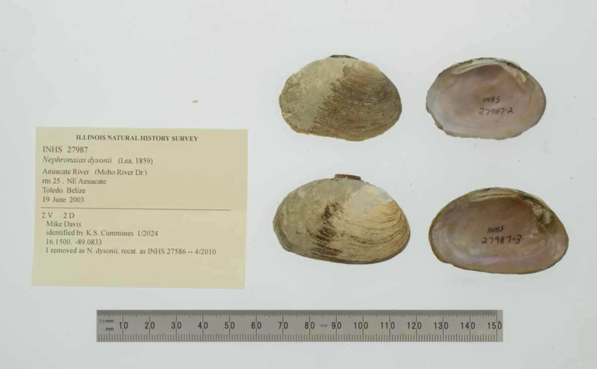 Nephronaias dysonii image