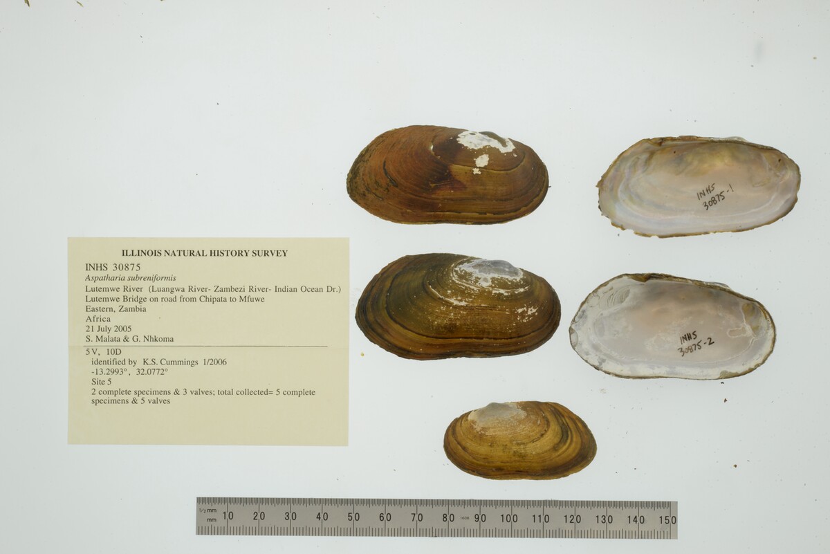 Aspatharia subreniformis image