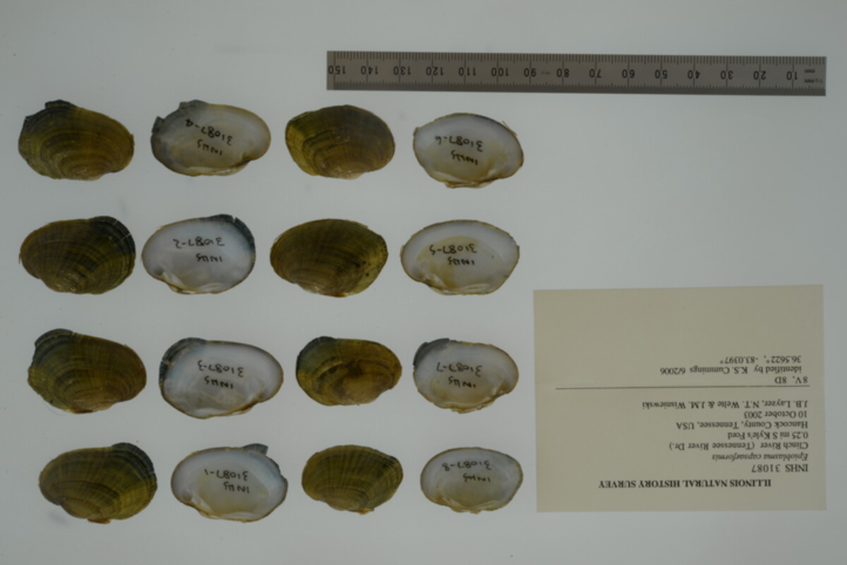 Epioblasma capsaeformis image