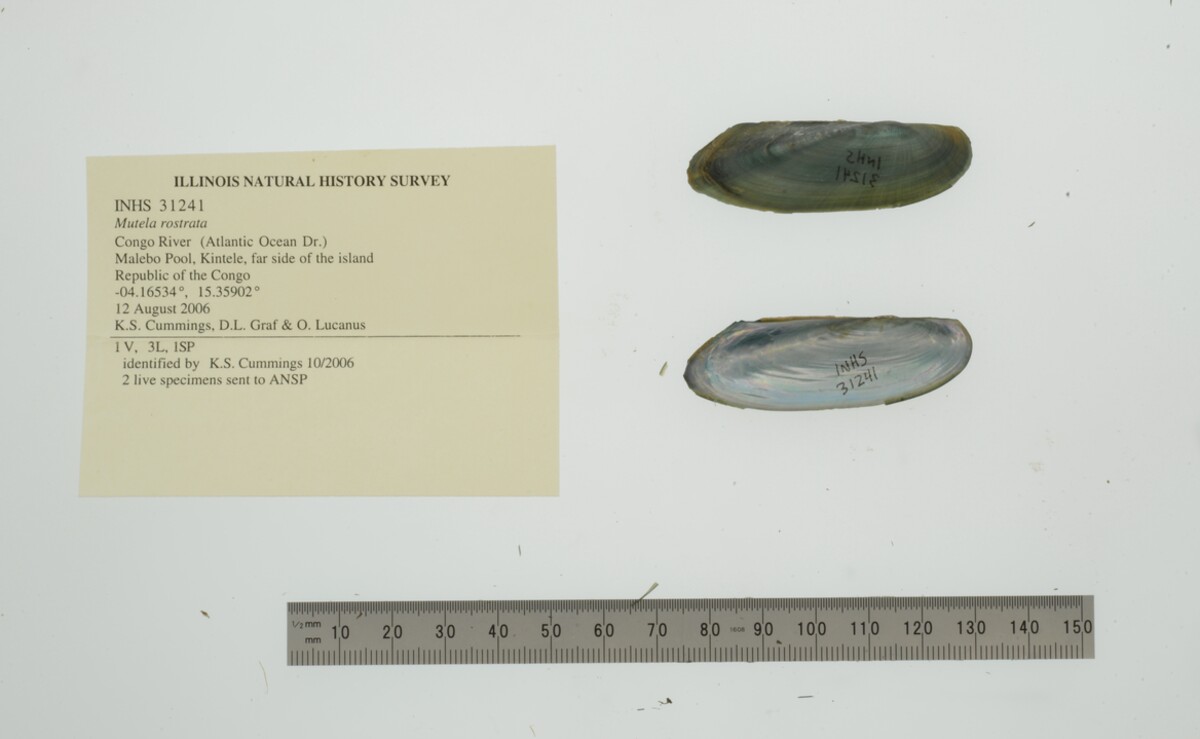 Mutela rostrata image