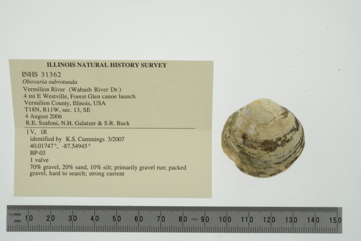 Obovaria subrotunda image
