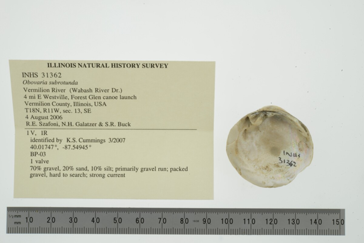 Obovaria subrotunda image