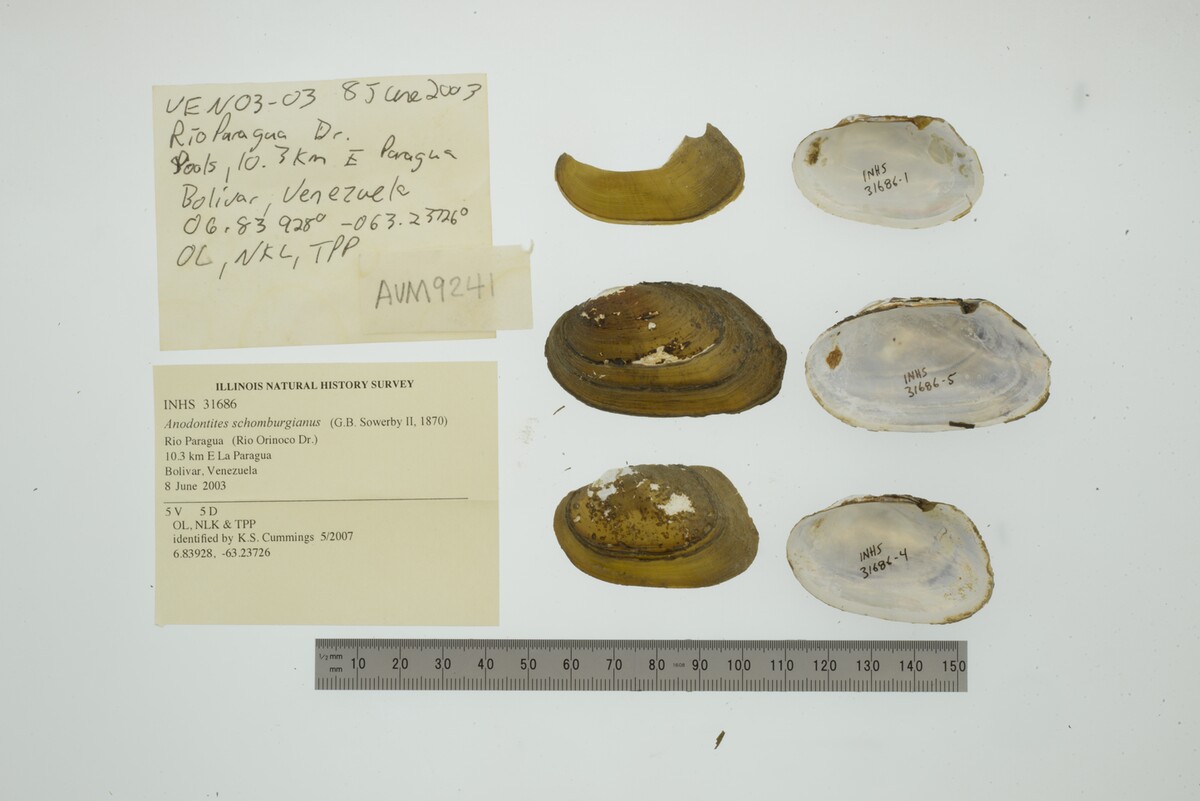 Anodontitinae image