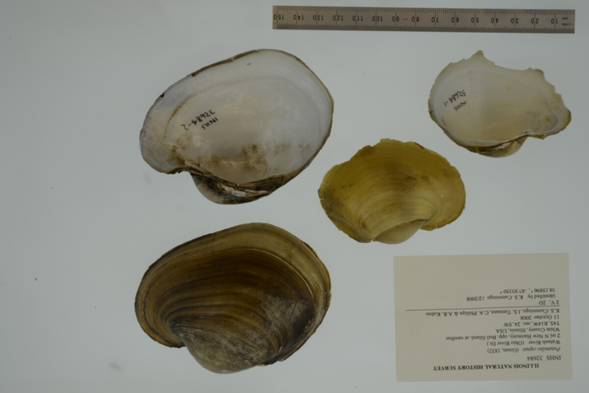 Potamilus image