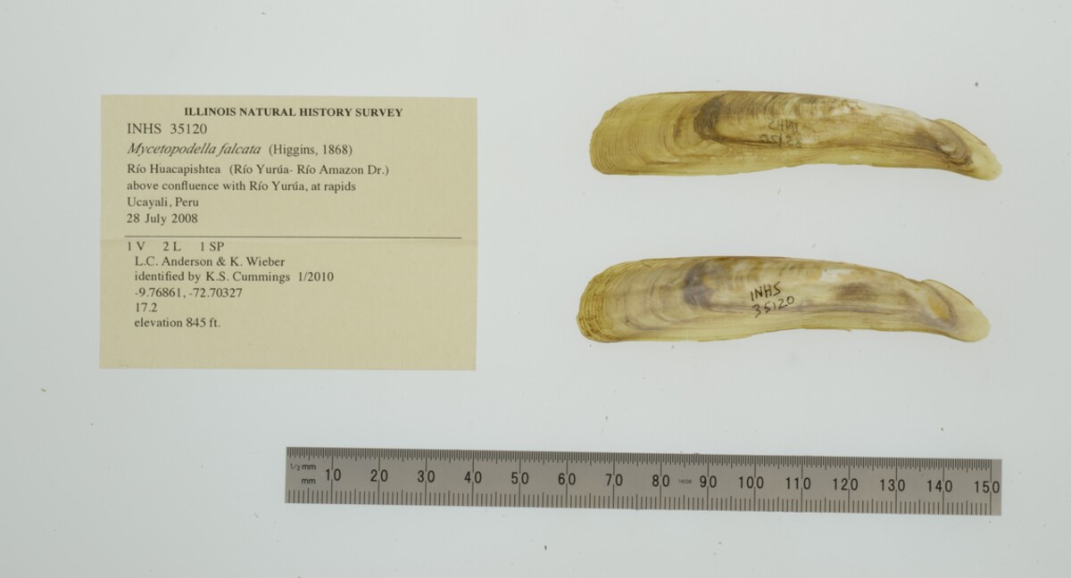Mycetopodella falcata image