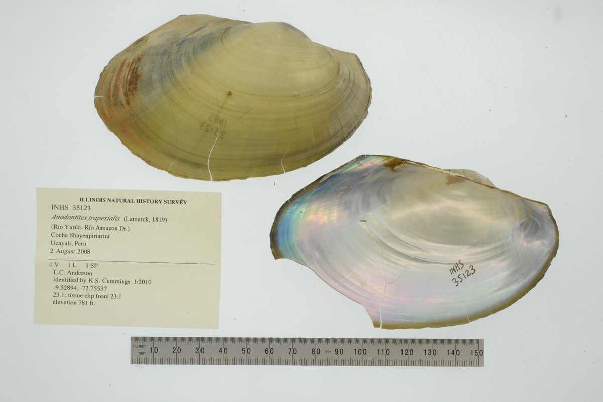 Anodontites trapesialis image
