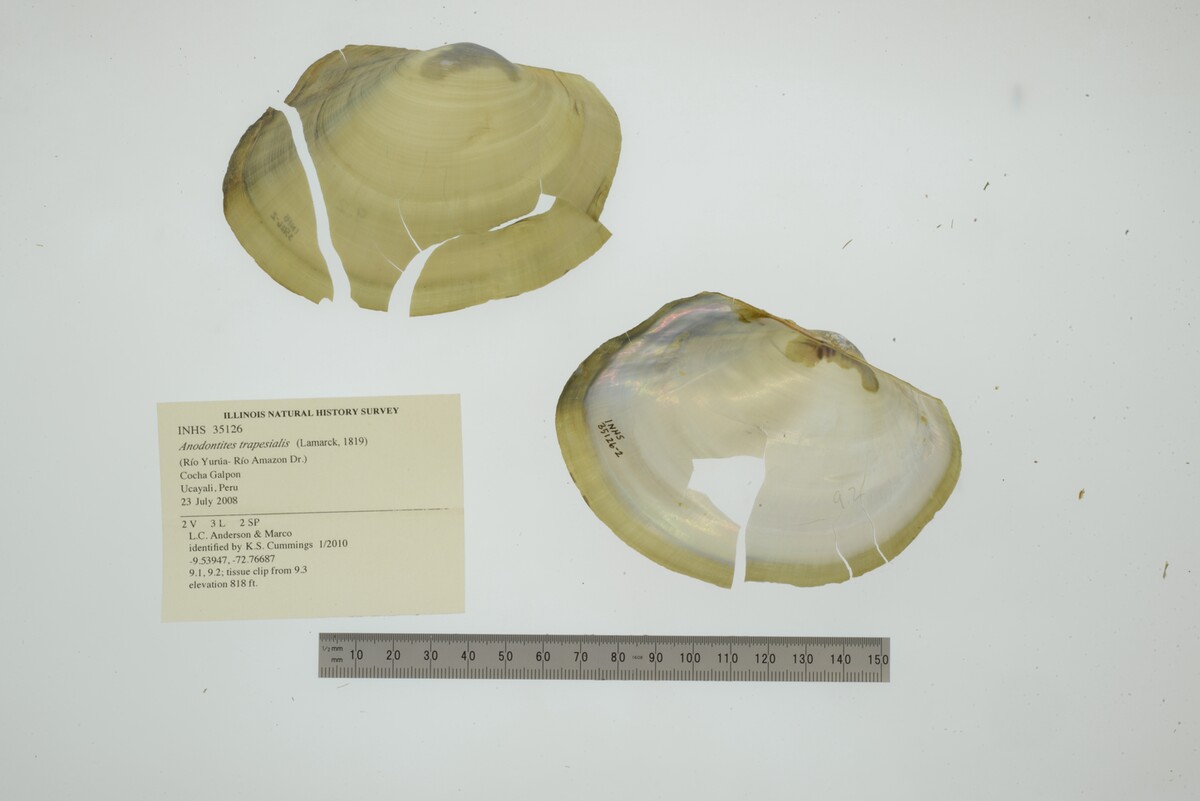 Anodontites trapesialis image