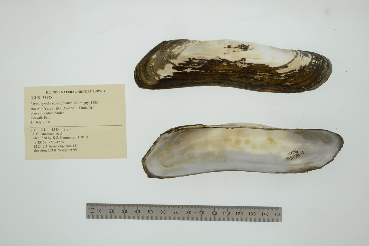 Mycetopoda soleniformis image