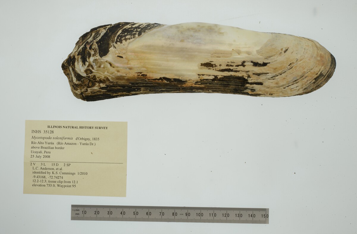 Mycetopoda soleniformis image