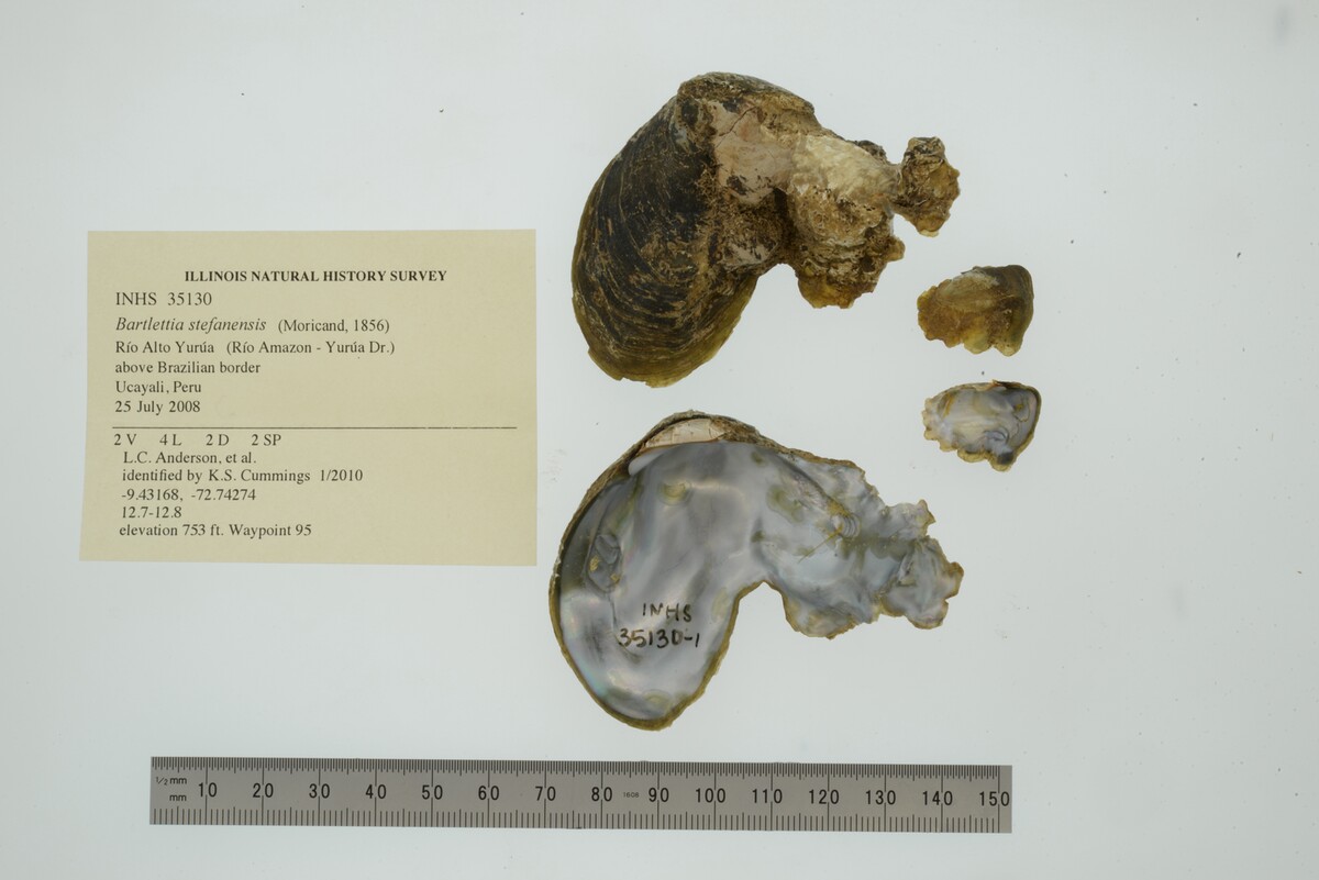 Bartlettia stefanensis image