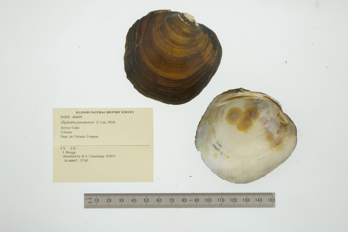 Diplodon paranensis image