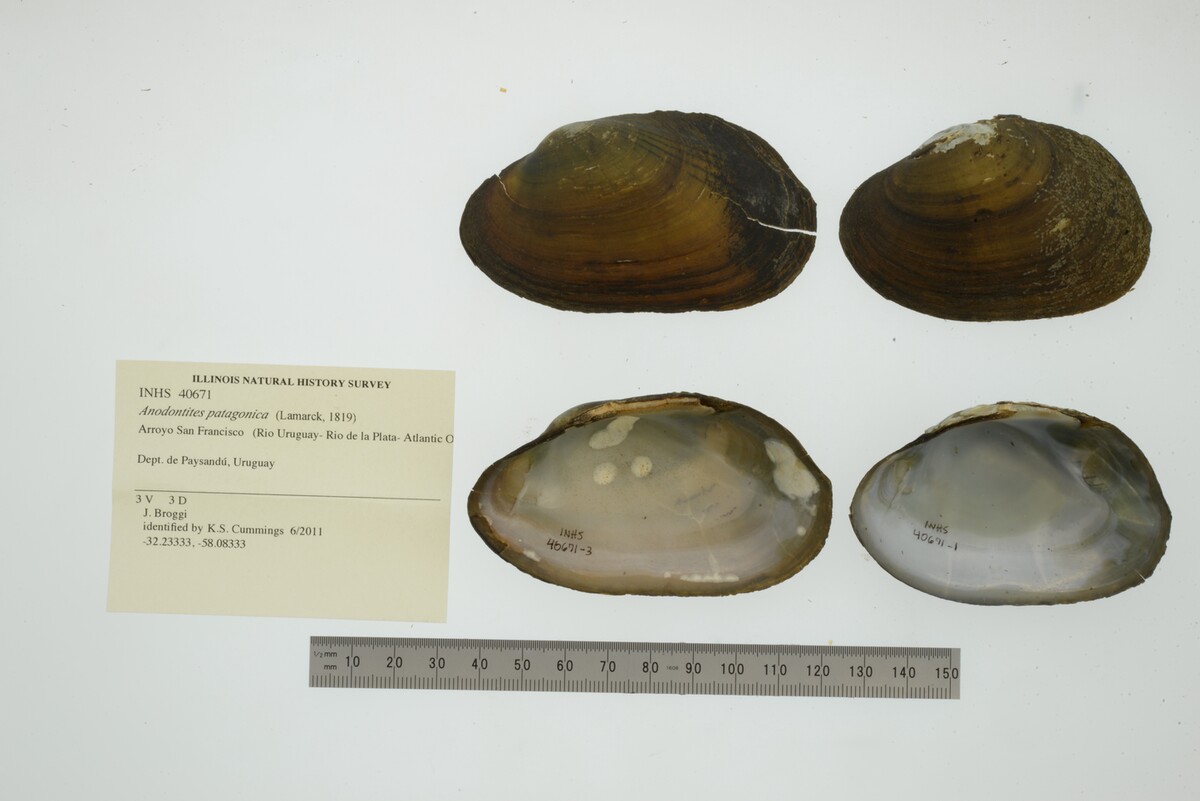 Anodontites patagonica image