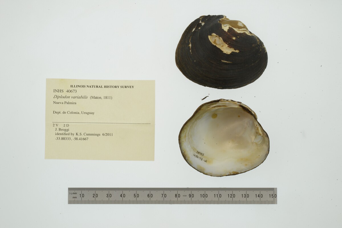 Diplodon variabilis image