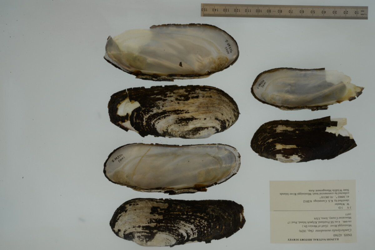 Margaritifera monodonta image